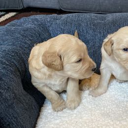 Goldendoodle Puppies from Linganore Creek Doodles