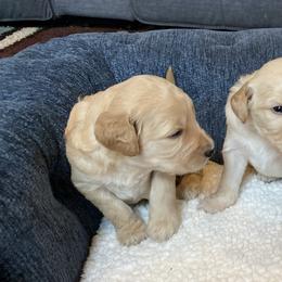 Goldendoodle Puppies from Linganore Creek Doodles