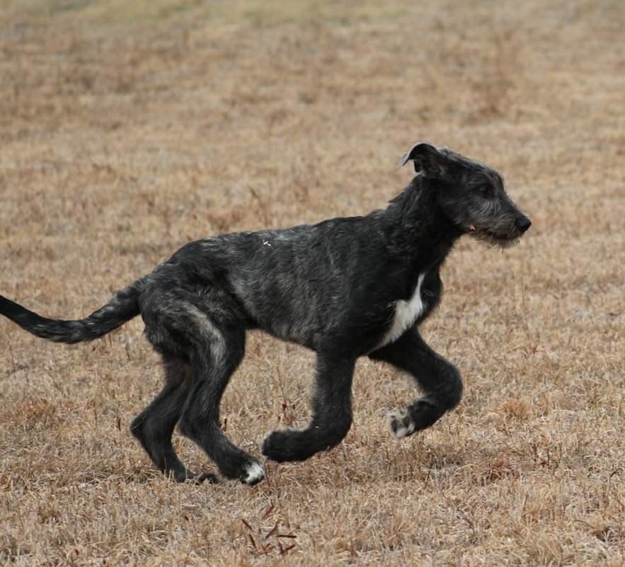 Um jovem Irish Wolfhound preto e branco brinca em um campo