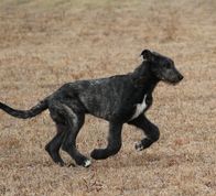 A young black and white Irish Wolfhound frolics in a field 