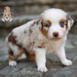 Bayou - Red merle female Australian Shepherd puppy in Buena Vista, Colorado from Wigglebutts Unlimited