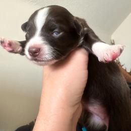 Red tri female - Red tri female Toy Australian Shepherd puppy in Griffin, Georgia from No Matter Farm