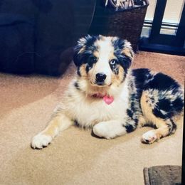 Australian Shepherd Puppies from Cannonrun Aussies