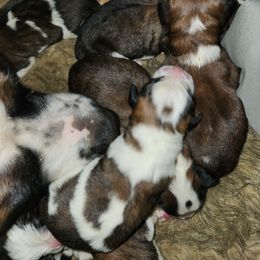 Saint Bernard Puppies from Amber's Saint Bernards