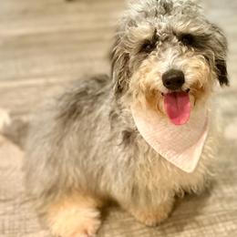 Bernedoodle puppies from Pia’s Doodle Poodle Wag