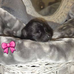 Byndi - Black female Pomeranian puppy in Salem, Oregon from Valley Aussies