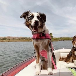 Australian Shepherd All Grown Up from A&K’s Aussies