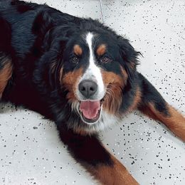 Bernedoodles and Bernese Mountain Dogs from Back Acre Bernese & Bernedoodles
