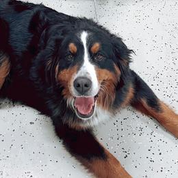Bernedoodles and Bernese Mountain Dogs from Back Acre Bernese & Bernedoodles