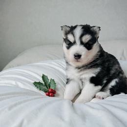 Aurora - Blue female Pomsky puppy in Greencastle, Indiana from JDpomskies