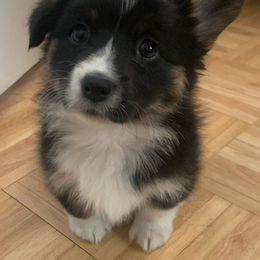 Cardigan Welsh Corgi, Miniature Australian Shepherd, and Pembroke Welsh Corgi Puppies from Rancho Sandoval Corgis and Mini Aussies