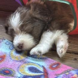Bearded Collie Puppies from Aberlour Bearded Collies