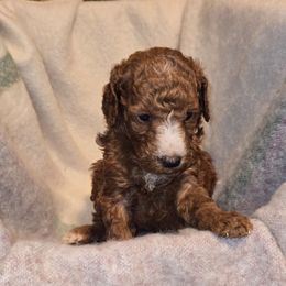 Martha May - Red  female Poodle puppy in Statesboro, Georgia from Briar Creek Kennels