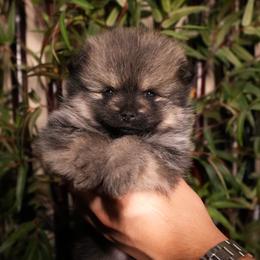 Pink 3 - Brindle female Pomeranian puppy in Burbank, California from Haus of Pomeranians