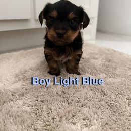 Yorkshire Terrier Puppies from April Hernandez