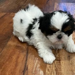 Shih Tzu Puppies from Pikes Peak Shih Tzu