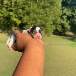 Boy1 - Parti male Yorkshire Terrier puppy in Louisburg, North Carolina from Nell’s Adorable Yorkshire’s