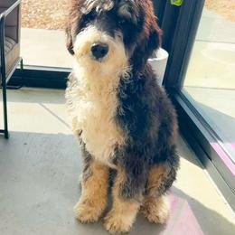 Charlie - Bernedoodle