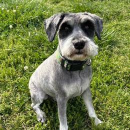 Pepper - Black and silver male Miniature Schnauzer puppy in Woodburn, Kentucky from Southern Kentucky Schnauzers
