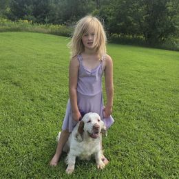 Mable - Clumber Spaniel