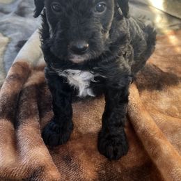 Bernedoodle Puppies from East Coast Bernedoodles