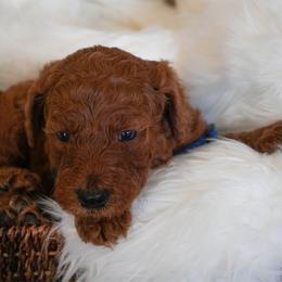 Teddy -dark blue boy. - Red  male Goldendoodle puppy in Hagerstown, Maryland from Maryland Doodles