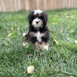 Birdo-Purple - Tri-color female Bernedoodle puppy in Casper, Wyoming from 307 Doodles