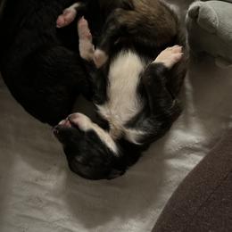 Silken Windhound Puppies from Luminous Silken Windhounds