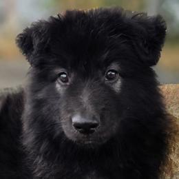 Vader - Black male Shiloh Shepherd puppy in Anza, California from Stunning Shiloh Shepherds