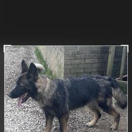 German Shepherd puppies from Illyria Dox & GSD