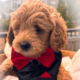 Butler - Cream male Goldendoodle puppy in Aurora, Illinois from Chicago Goldendoodles