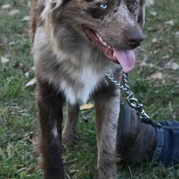 Australian Shepherds from Krazy G Brand Aussies