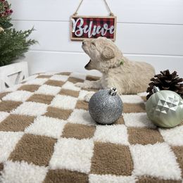 Scout - Cream male Goldendoodle puppy in Litchfield, Connecticut from Gracie Doodles CT