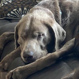 Dilute Retrievers and Labrador Retrievers from Phoenix Labradors