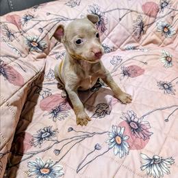 ABBY - Fawn white and tan female Rat Terrier puppy in Jerusalem, Ohio from Twin Hickory Ranch