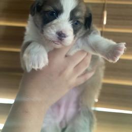 Female 2 - Sable female Pembroke Welsh Corgi puppy in Hueytown, Alabama from AAA Corgis