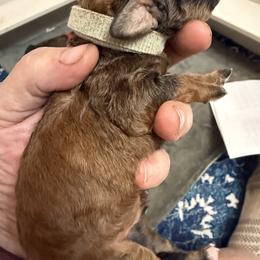 Boy 3 - male Poodle puppy in Leonard, Texas from Deblyns Poodles