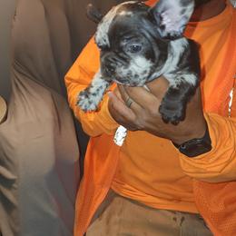 French Bulldog Puppies from French Bulldog