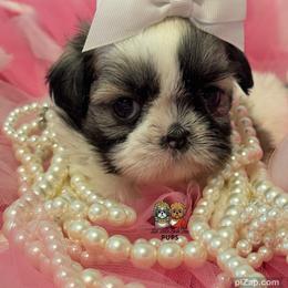 Vivian - Sable and white female Shih Tzu puppy in Walkertown, North Carolina from Lil’ Bit’s Shih Tzu