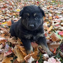 Pink - Bi-color female German Shepherd puppy in Laurens, New York from Vom Chivalry Haus German Shepherds