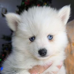 Holly - 2000 - Silver female Pomsky puppy in Spring Hill, Florida from www.PuppyTimeEmporium.com