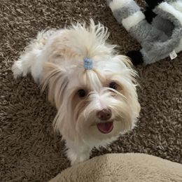 Josie - Yorkshire Terrier