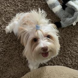 Josie - Yorkshire Terrier