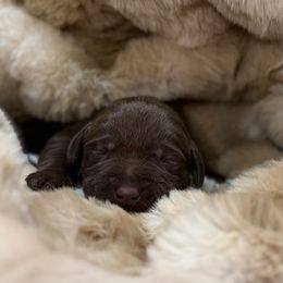 Nova - Chocolate female Labrador Retriever puppy in Sweet Home, Oregon from Knotty Creek Labradors