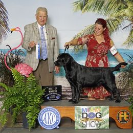 Piper - Labrador Retriever