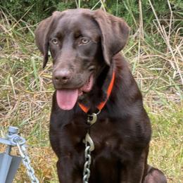 Aimpowers Legend of Bonnie Blue aka Oakley - Chocolate male Labrador Retriever puppy in Six Mile, South Carolina from AimPowers Retrievers