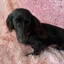 Beauty - Dachshund