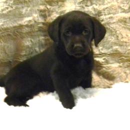 Girl 4 Purple  Collar - Chocolate female Labrador Retriever puppy in Vacaville, California from Mathew's Labradors