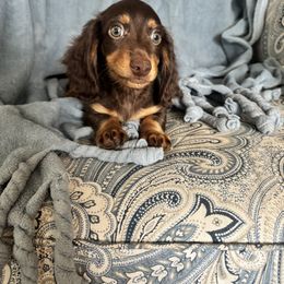 Dachshund Puppies from Suwannee River Doxies