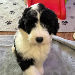 Thomas - Black and white male Sheepadoodle puppy in Moreno Valley, California from Rainbow SoCal Doodles